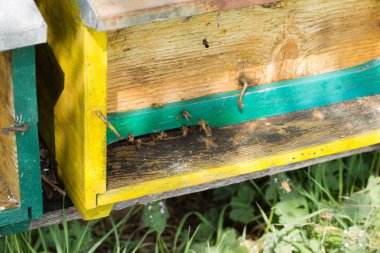 Arı kovanında girin polen ile
