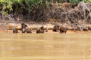 Capibara sürüsü Pantanal, Brezilya