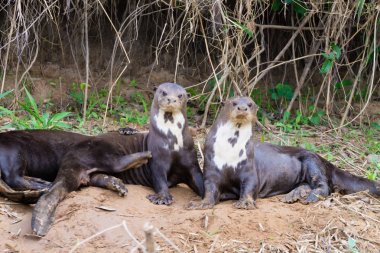 Giant otter from Pantanal, Brazil clipart