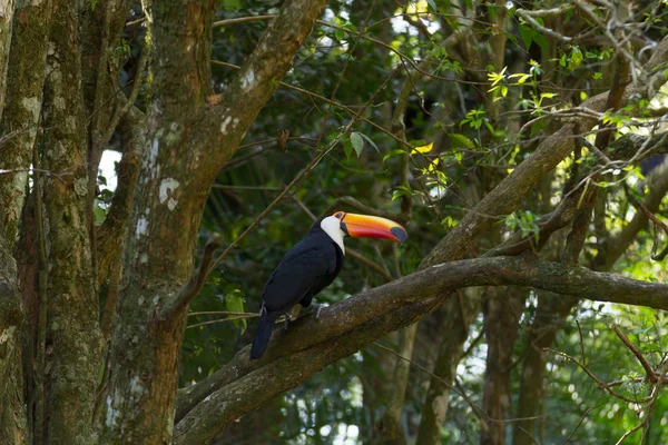 Oiseau toucan sur la nature à Foz do Iguazu, Brésil — Photo