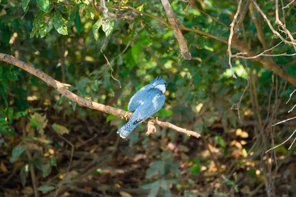 Kingfisher annelé sur la nature à Pantanal, Brésil — Photo