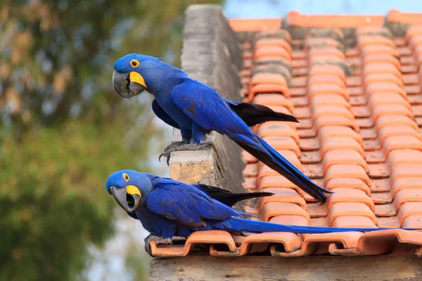 Couple of Hyacinth macaw, Brazilian wildlife