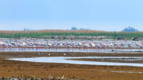 Pembe flamingolar sürü. Po Nehri lagoon — Stok fotoğraf