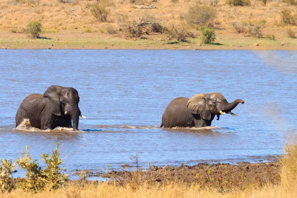 Slon boje od národního parku Kruger, Loxodonta africana — Stock fotografie