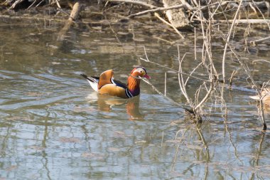 Mandarin ördeği Sile Nehri, İtalya yakın çekim