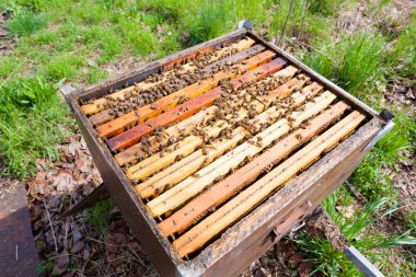 Open hive, beekeeping clipart