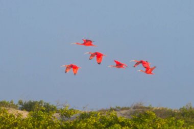 Scarlet ibis from Lencois Maranhenses National Park, Brazil. clipart