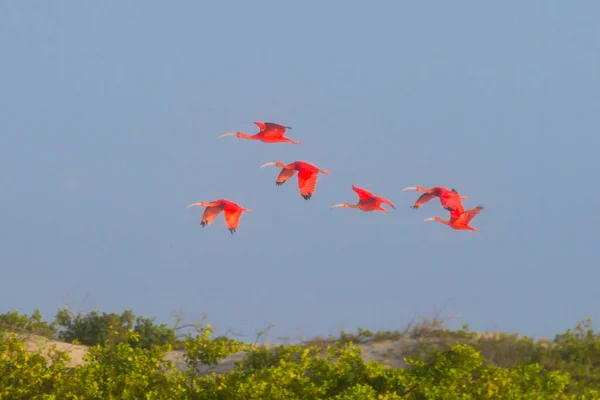 Skarlátvörös ibis Lencois Maranhenses Nemzeti Park, Brazília. — Stock Fotó