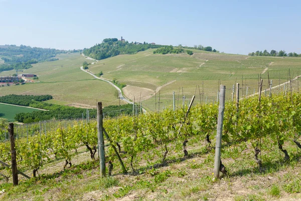 Paisagem com vinhas de Langhe, agricultura italiana — Fotografia de Stock