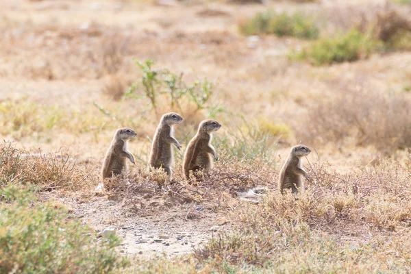 Esquilo de terra do cabo de pé, África do Sul — Fotografia de Stock