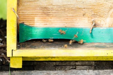 Arı kovanında girin polen ile