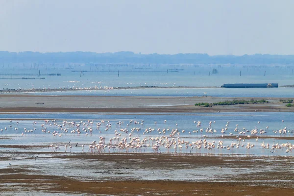 Rebanho de flamingos.Po rosa lagoa do rio — Fotografia de Stock