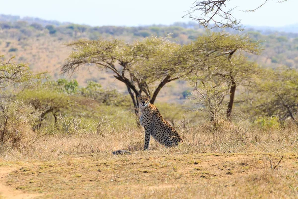 Gepard zblízka z Jižní Afriky — Stock fotografie