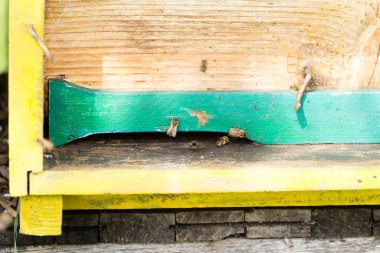 Arı kovanında girin polen ile