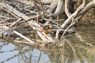 Mandarin ördeği Sile Nehri, İtalya yakın çekim