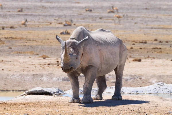 Nosorożec z bliska — Zdjęcie stockowe
