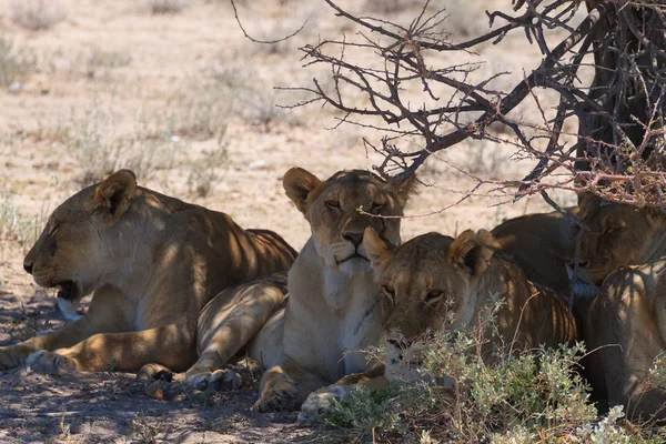 Leones de cerca —  Fotos de Stock