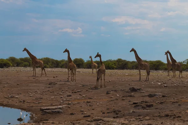 Herd of giraffes — Stock Photo, Image