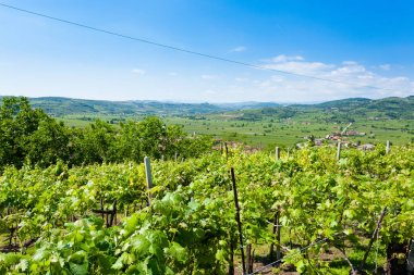 Soave.Italian şarap üzüm bağları.