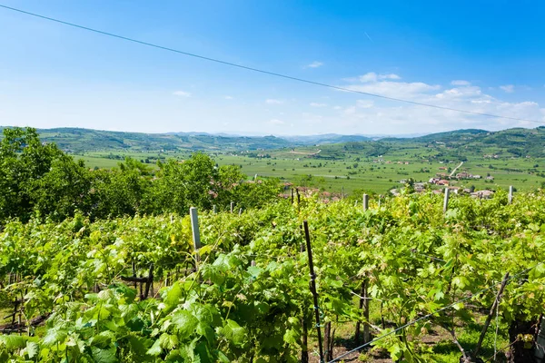 Winnice z Soave.Italian wina. — Zdjęcie stockowe