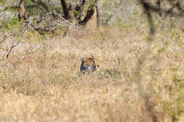 Cheetah de perto da África do Sul — Fotografia de Stock