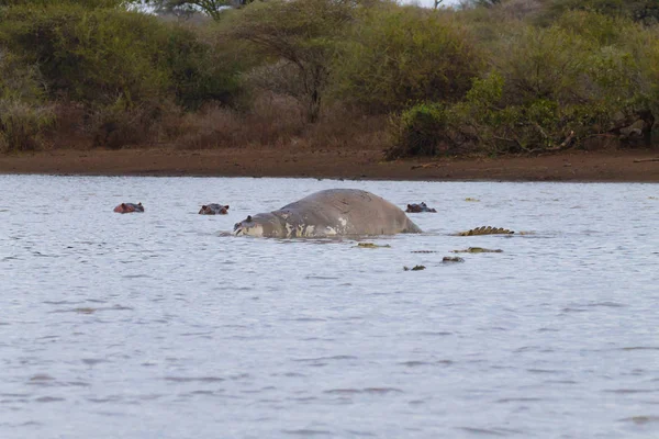 Hipo muerto en el lago Kruger —  Fotos de Stock