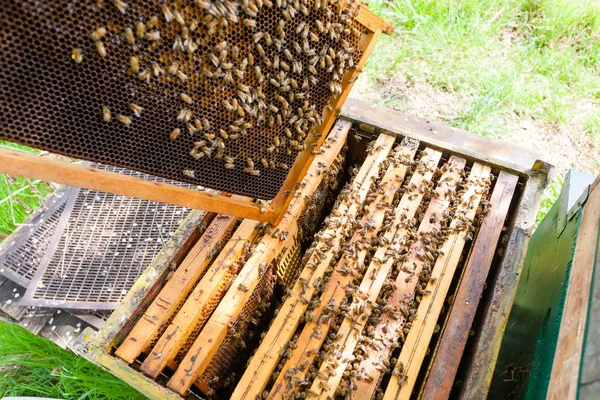 Açık kovan, arıcılık