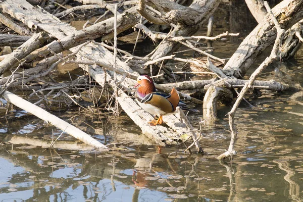 Mandarin ördeği Sile Nehri, İtalya yakın çekim