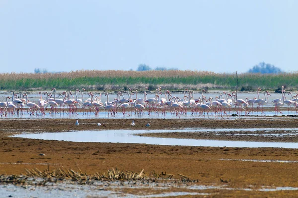 Pembe flamingolar sürü. Po Nehri lagoon — Stok fotoğraf