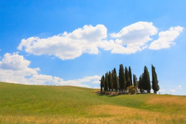 Val d'Orcia selvi görünümü