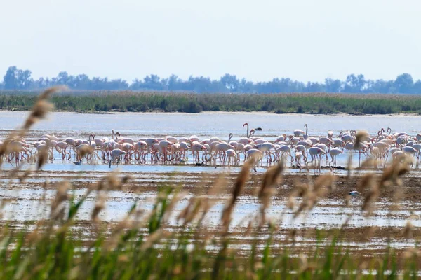 Pembe flamingolar sürü. Po Nehri lagoon — Stok fotoğraf