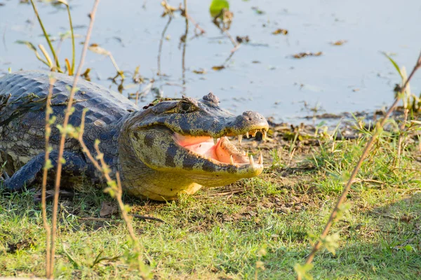 Caiman which heats up in the morning sun. — Stock Photo, Image