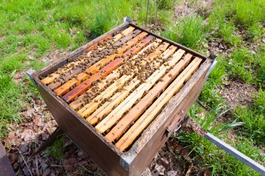 Açık kovan, arıcılık