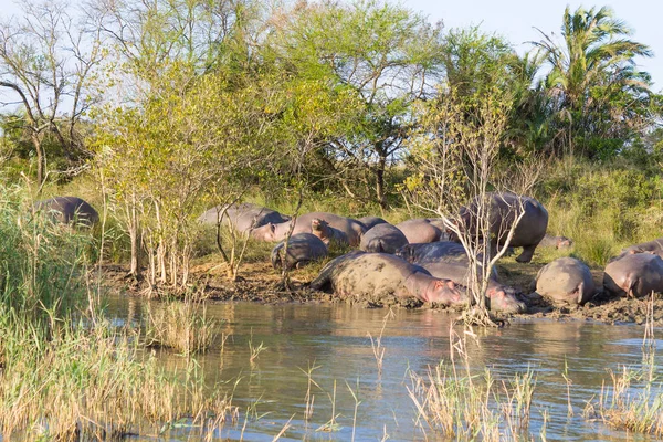 Manada de hipopótamos durmiendo, Isimangaliso Wetland Park, Sudáfrica — Foto de Stock