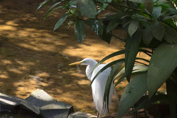 Nagy kócsag madár a természet Foz do Iguazu, Brazília — Stock Fotó