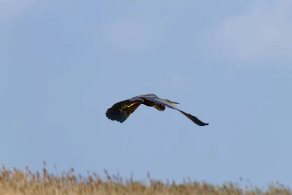 Purple heron close up.Po river lagoon — Stock Photo, Image