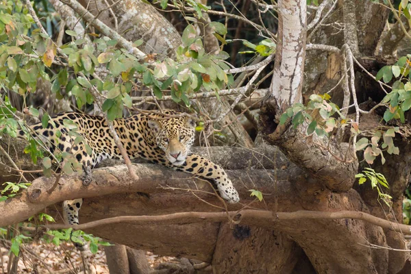 Jaguar uit Pantanal, Brazilië — Stockfoto