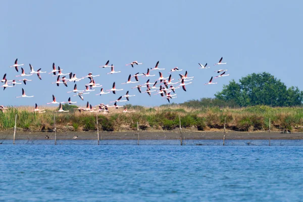 Rebanho de flamingos.Po rosa lagoa do rio — Fotografia de Stock