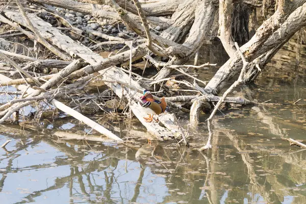 Mandarin ördeği Sile Nehri, İtalya yakın çekim