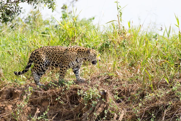 Jaguar uit Pantanal, Brazilië — Stockfoto