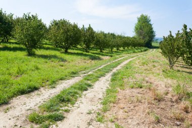 Hazel ekimi, Langhe, İtalya