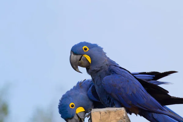 Sümbül Amerika papağanı, Brezilya yaban hayatı kaç — Stok fotoğraf