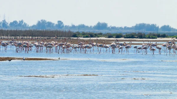 Pembe flamingolar sürü. Po Nehri lagoon — Stok fotoğraf