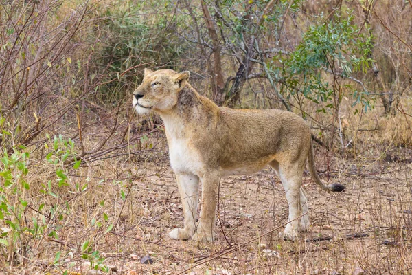 Löwe aus dem Kruger Nationalpark, Südafrika — Stockfoto