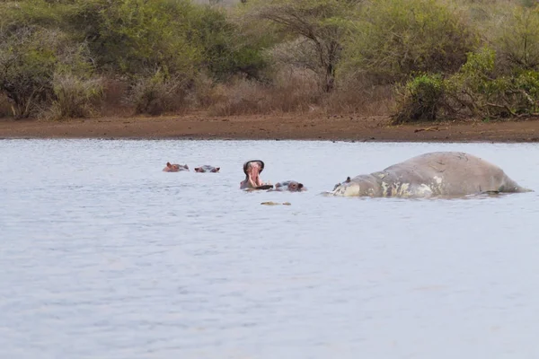 Hipo muerto en el lago Kruger — Foto de Stock