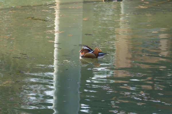 Canard mandarin près de la rivière Sile, Italie — Photo