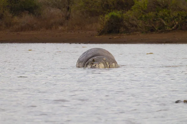 Hipopótamo morto no lago Kruger — Fotografia de Stock