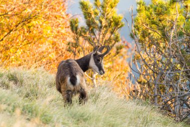 Chamois İtalyan Alpler üzerinden