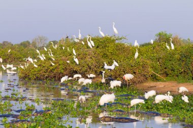 Güzel Pantanal manzara, Güney Amerika, Brezilya