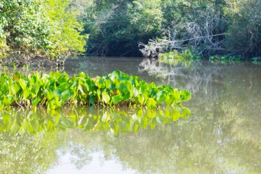 Panorama Pantanal, Brezilyalı sulak bölge üzerinden.